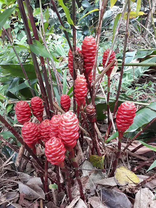 Shampoo Ginger Plant Care