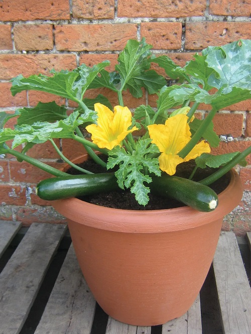 Growing Zucchini in Pots