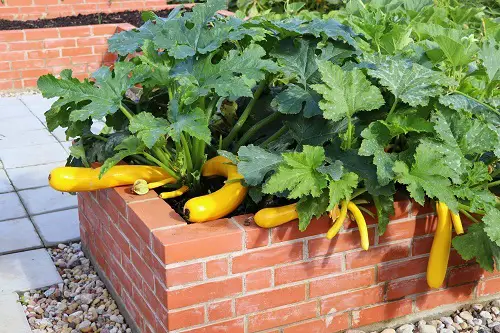 Where Zucchini Originated