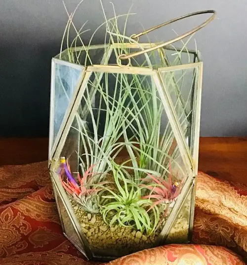 Air Plants in Lantern-shaped Terrarium