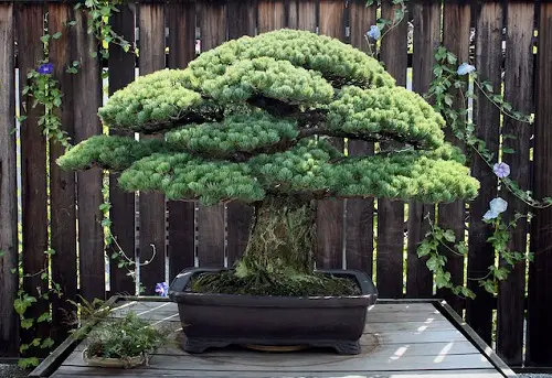 beautiful Oldest Bonsai Trees in the World 3