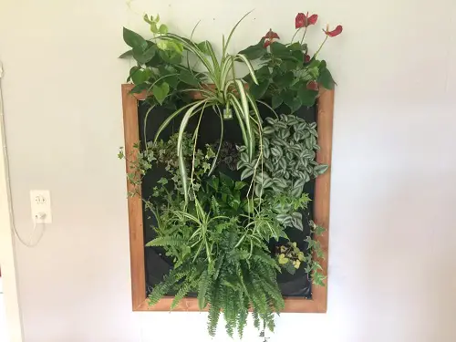 Amazing Indoor Plants as Picture Frame Ideas