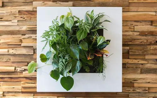 Vertical Plant Garden with a White Frame