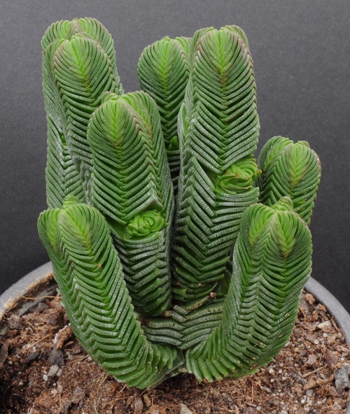 Buddha’s Temple-Best Desert Plants
