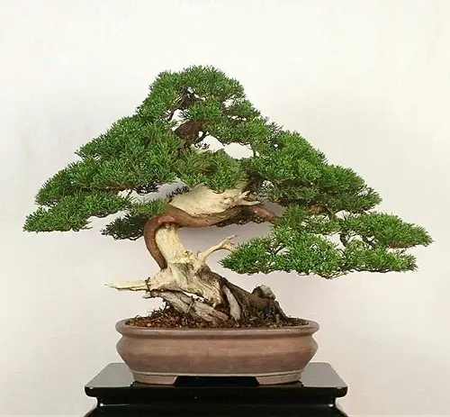 best Oldest Bonsai Trees in the World