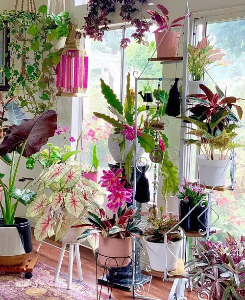 24 Indoor Caladium Ideas from Instagram 1