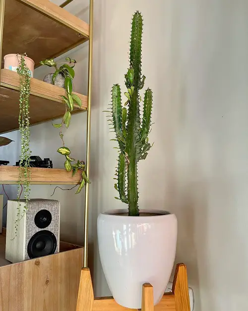 Best Tall Succulents