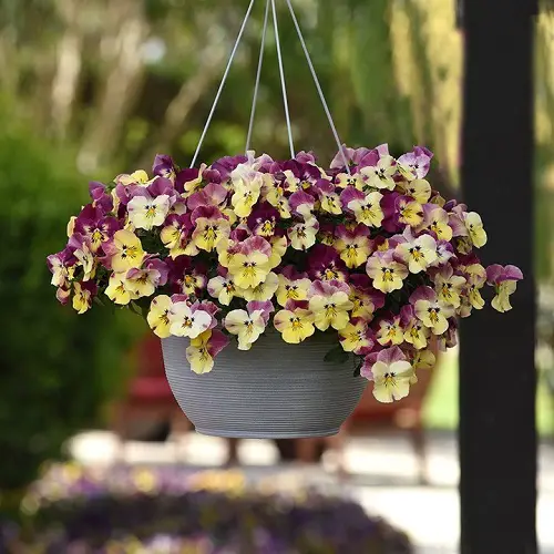 Types of Pansies