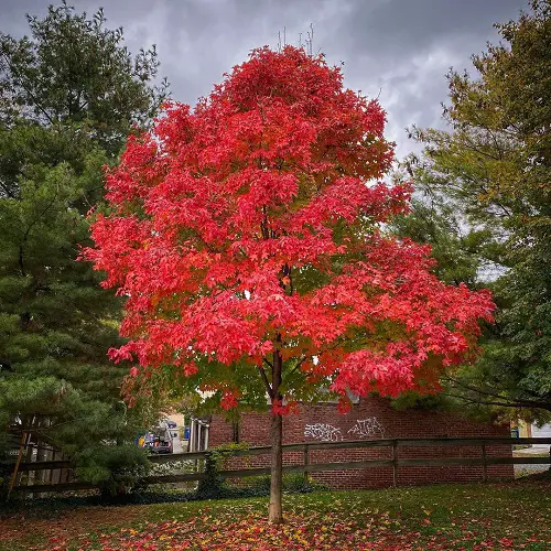 Best Tall Skinny Trees
