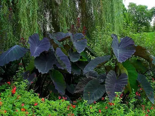 Colocasia Black Magic plant