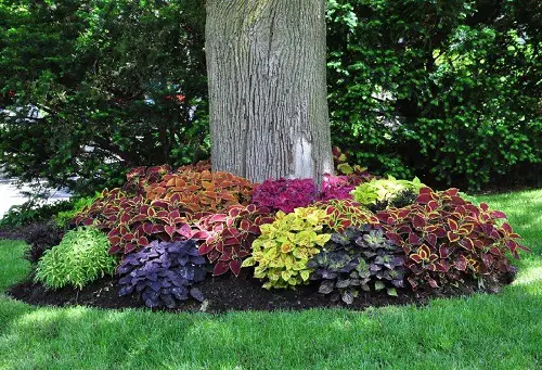 lovely Perennials to Grow Under the Oak Tree