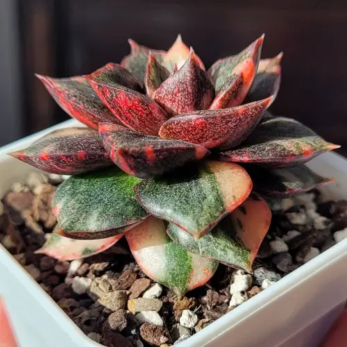 Best Variegated Succulents