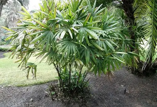  Best Palm Trees in Florida