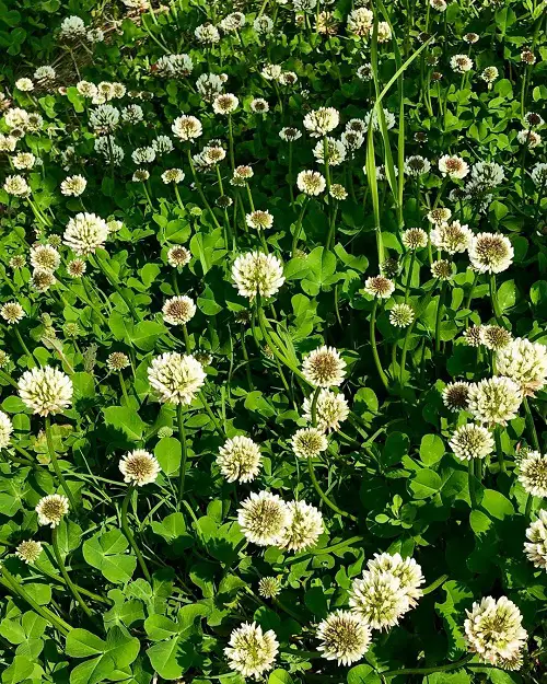 Weeds with White Flowers