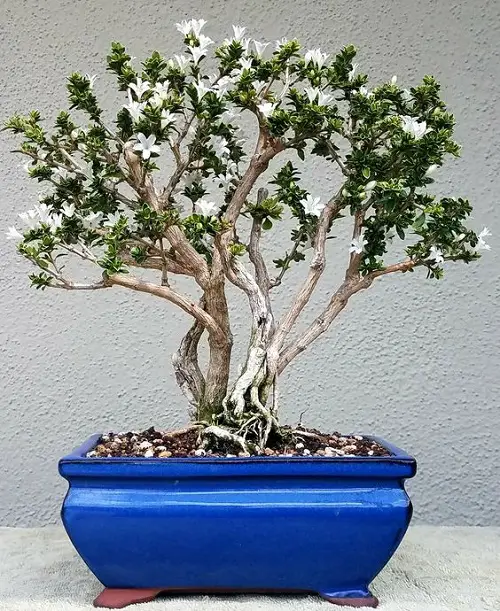 Snow Rose Bonsai Pictures