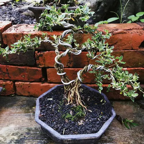 Snow Rose Bonsai Outdoor