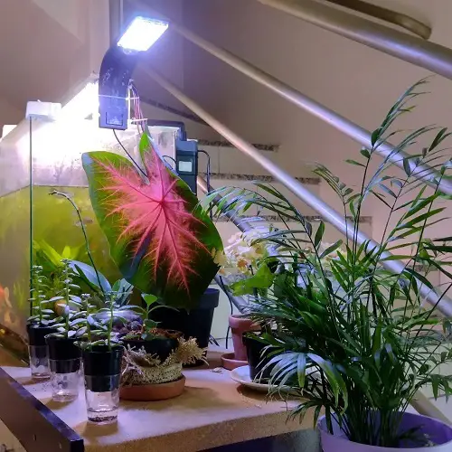 Caladium Thriving under Grow Light with other Houseplants