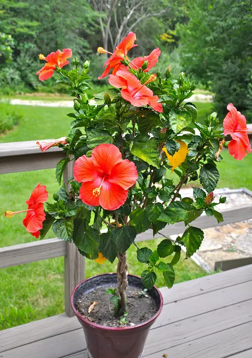 Gorgeous Yellow-Centered Red Flowers in pot