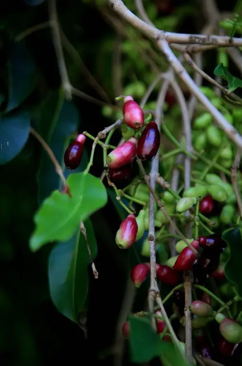top Best Purple Fruits to Grow in the Garden