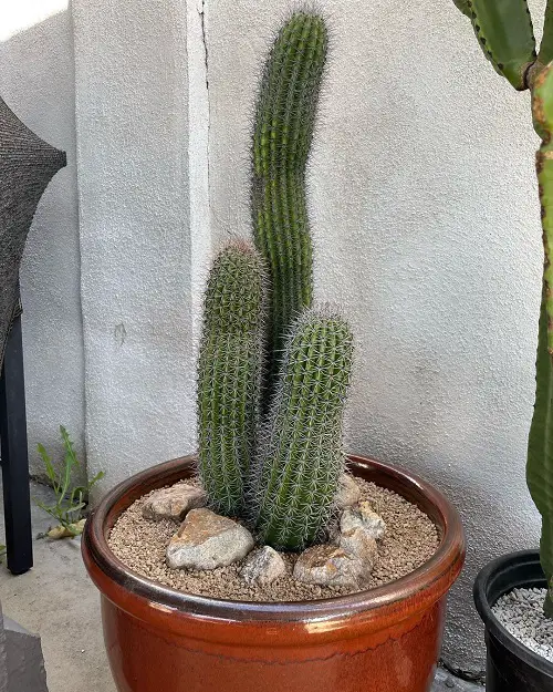 Top Tall Succulents
