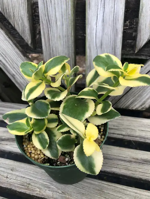 beautiful Variegated Succulents for Growing