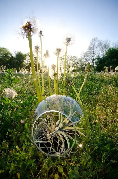 Air Plant with Terrarium in the Garden