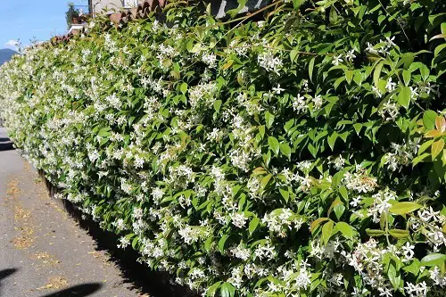 Low-Maintenance Evergreens 4