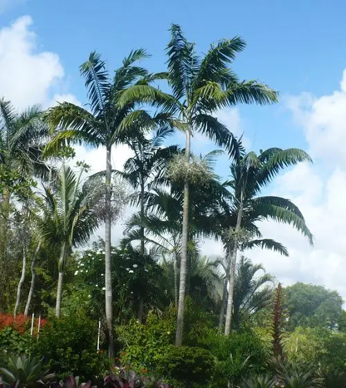  Best Palm Trees in Florida in garden