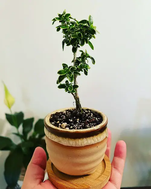 Snow Rose Bonsai in a Small Pot Pictures 