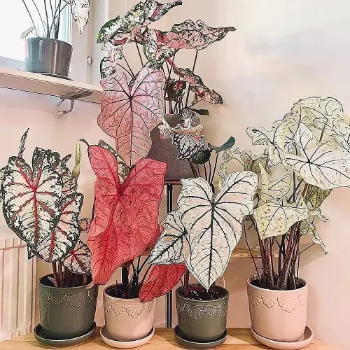 Array of Gorgeous Caladiums