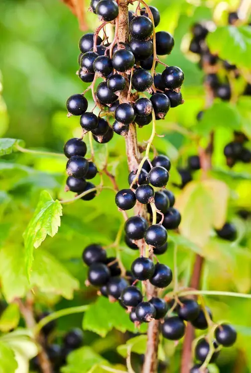 Purple Fruits to Grow