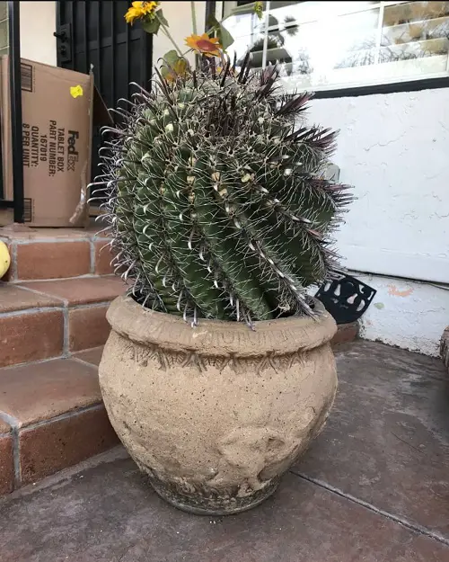 Top Tall Succulents in pot