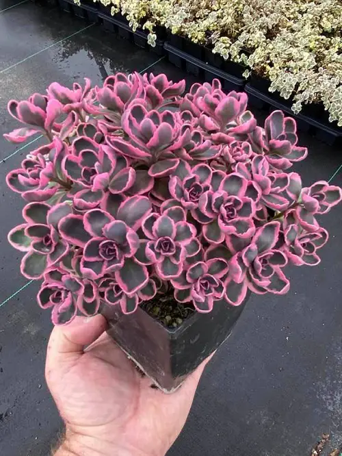 Amazing Top Variegated Succulents for Growing