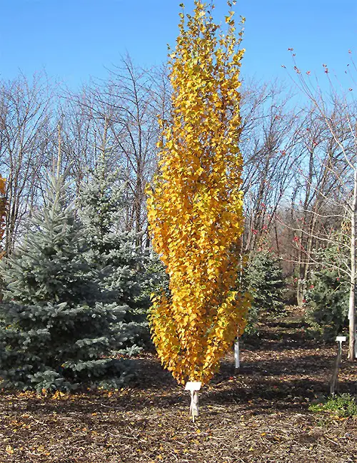 top Tall Skinny Trees