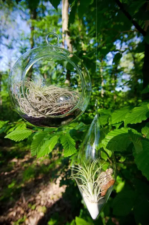 Globe and Tear-drop Terrarium with Air Plants