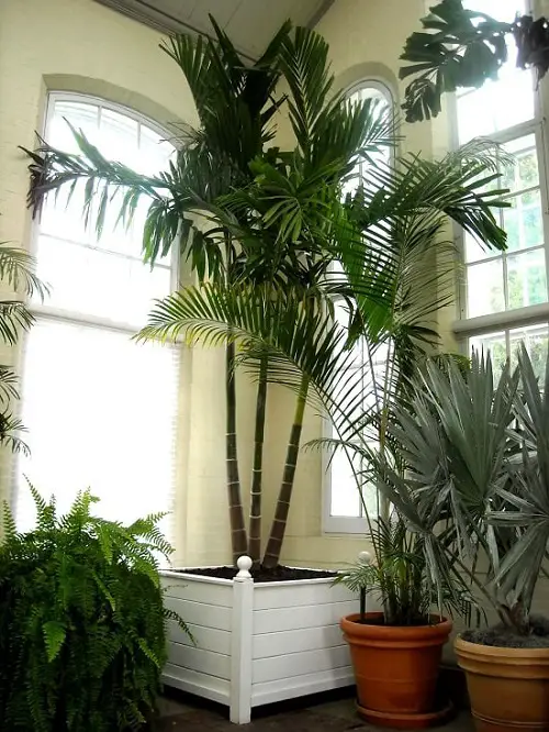 Florida's Finest Palm Trees