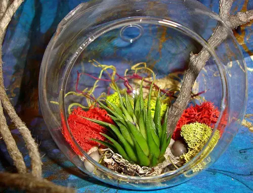 Air Plant with Colored Moss in Terrarium