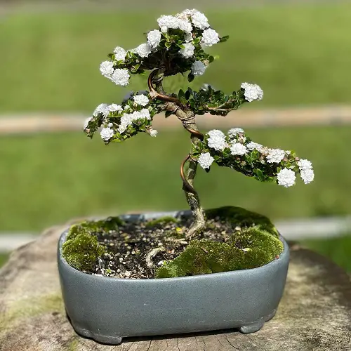 Snow Rose Bonsai with Blooms image