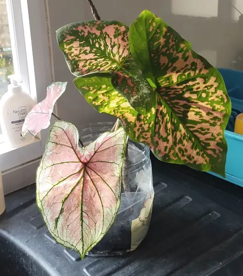 Queen of Variegated Caladiums!