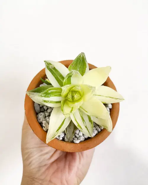 lovely Variegated Succulents for Growing