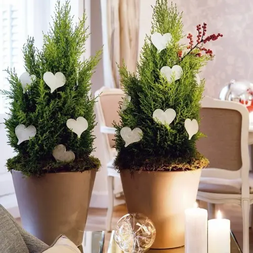 Decorate Your Home for Christmas with Plants
