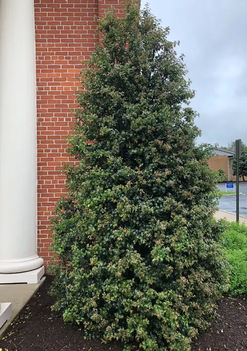 top Best Tall Skinny Trees