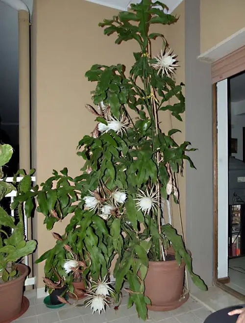 Best Tall Succulents