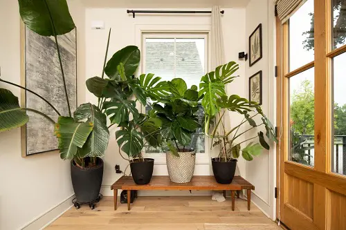 Best Foyer Decor Tall Plants Welcoming the Guests