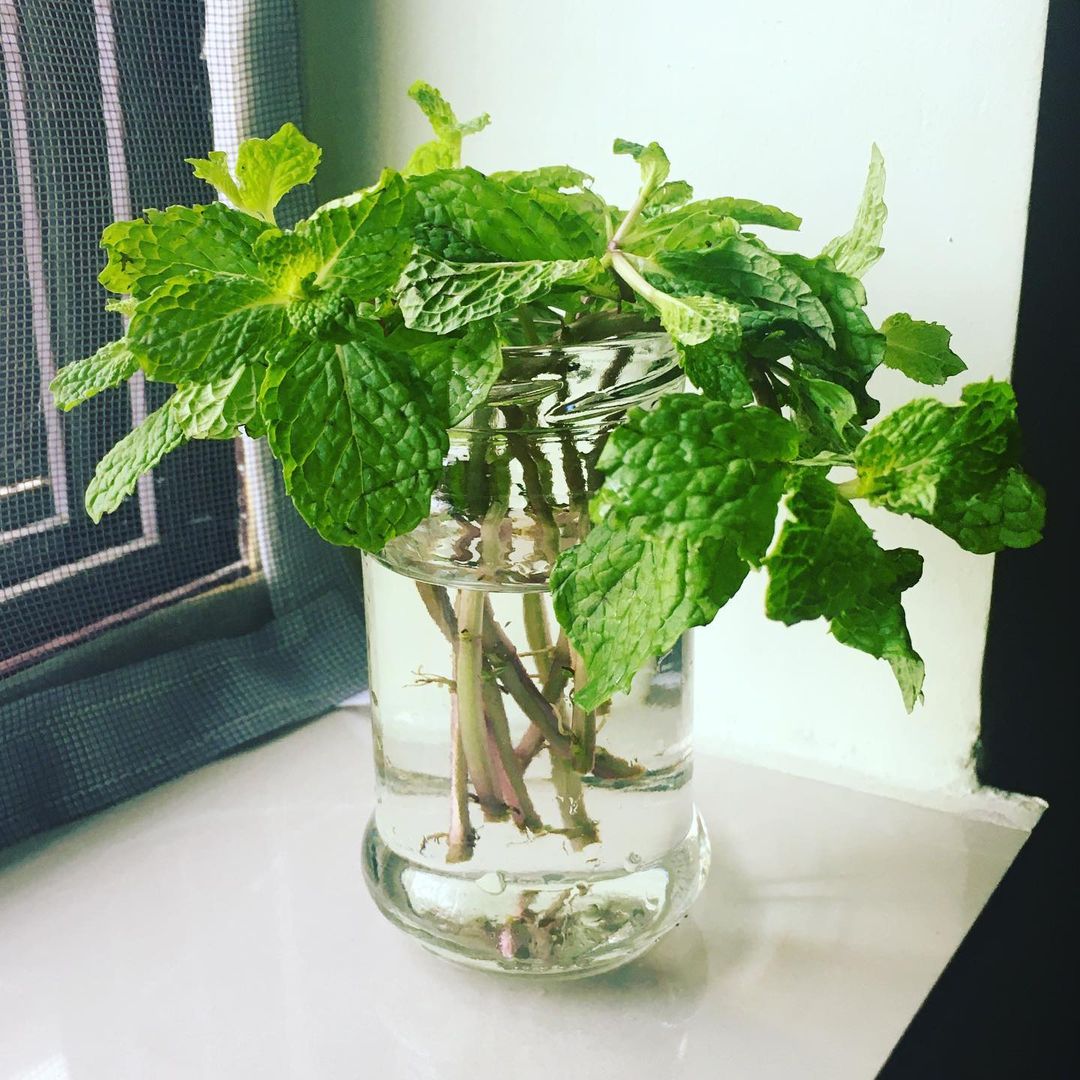 top best Kitchen Plants that Grow in Water
