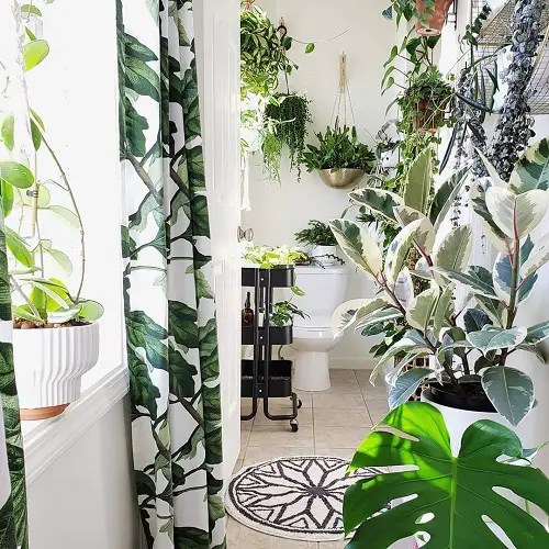 Vines, Big Leaves, and Printed Curtains