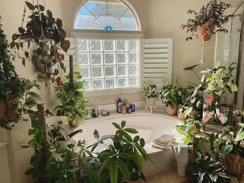 Bathtub in the Wild