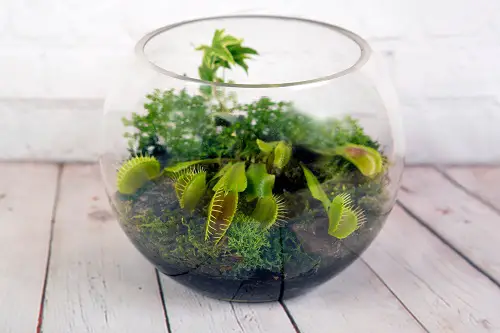 Small Terrarium Plants 14
