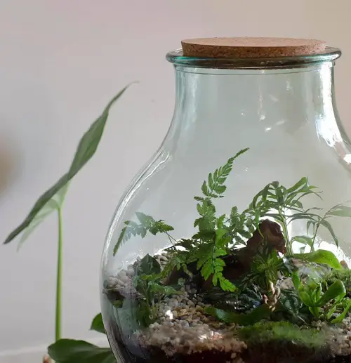 Small Terrarium Plants 30
