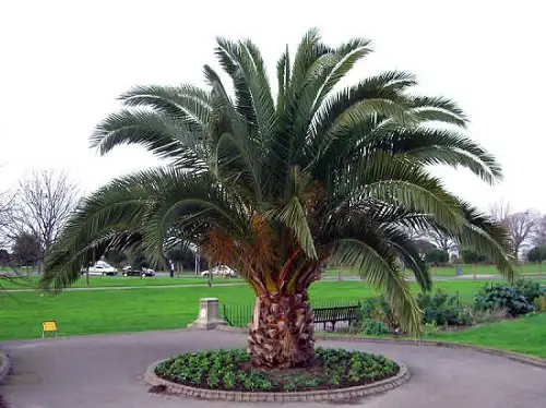 Florida Palm Trees Species